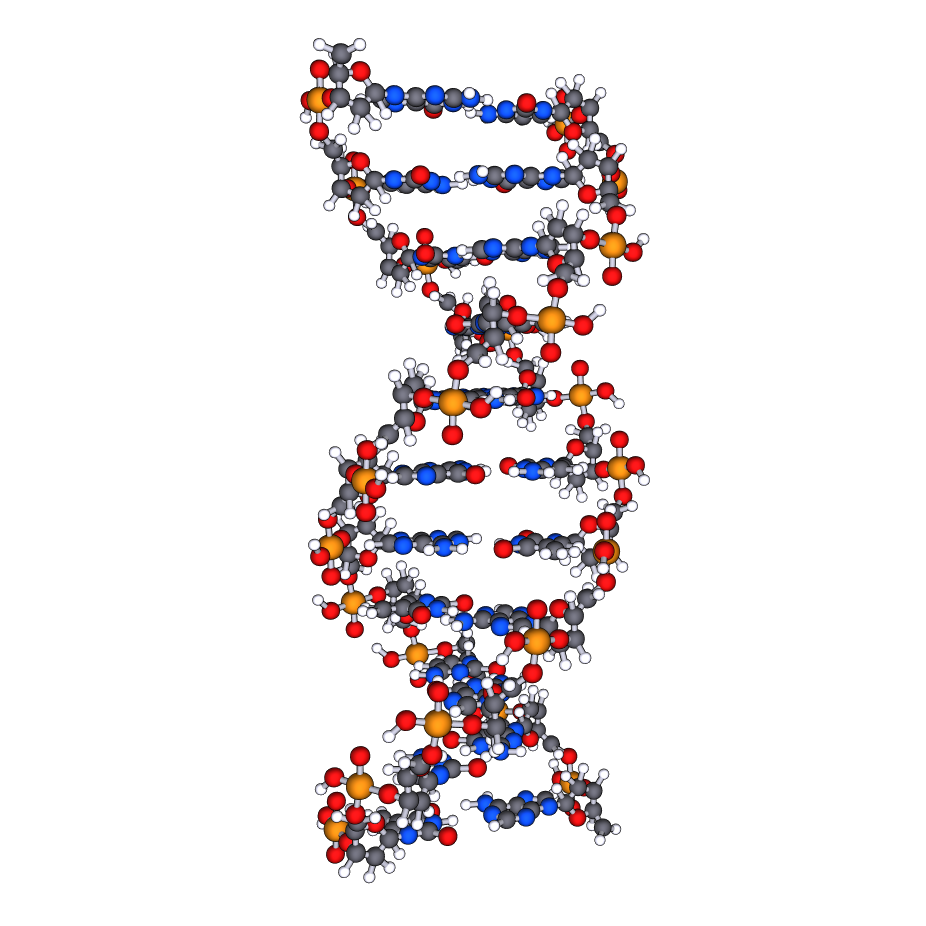 B Form DNA Structure